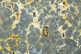 Colorful Polished Marcasite Agate Slab - Indonesia #334895-1